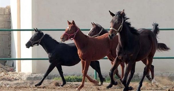 جاماندگی صنعت پولساز اسب از قافله توجه دولت!/ضربه واردات بیرویه و قاچاق به صنعت پرورش اسب در کنار کرونا جاماندگی صنعت پولساز اسب از قافله توجه دولت!/ضربه واردات بیرویه و قاچاق به صنعت پرورش اسب در کنار کرونا