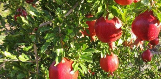 برگزاری سومین جشنواره انار تفت در آبانماه برگزاری سومین جشنواره انار تفت در آبانماه