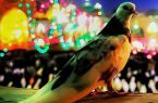 آزادی ۹ محکوم مالی یزدی به ضمانت ضامن آهو در یزد آزادی ۹ محکوم مالی یزدی به ضمانت ضامن آهو در یزد