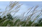 وزش باد شدید در استان یزد وزش باد شدید در استان یزد