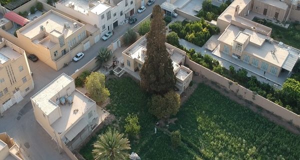 سرو کهنسال اشکذر نیازمند توجه بیشتر مسئولان سرو کهنسال اشکذر نیازمند توجه بیشتر مسئولان