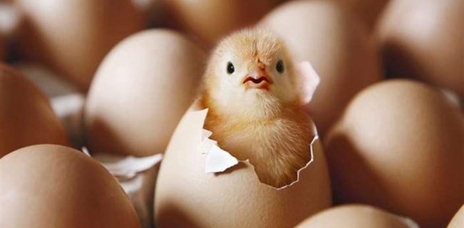 دو برابر شدن قیمت جوجه یک روزه در یزد دو برابر شدن قیمت جوجه یک روزه در یزد