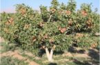 تحول در تجارت طلای سبز یزد
