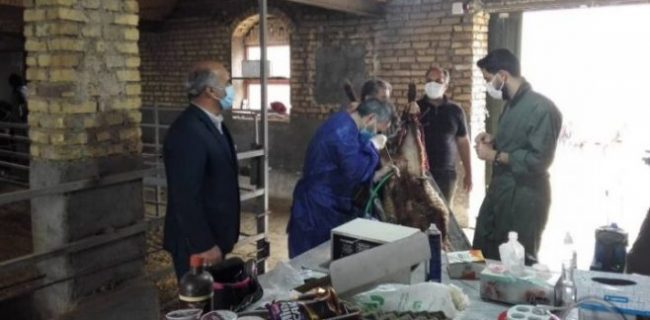 اجرای مرحله سوم اصلاح نژاد و خالصسازی گوسفند نژاد افشاری به روش لاپاراسکوپ در اشکذر اجرای مرحله سوم اصلاح نژاد و خالصسازی گوسفند نژاد افشاری به روش لاپاراسکوپ در اشکذر