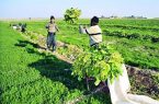 تسهیلات بلاعوض برای کشاورزان یزدی