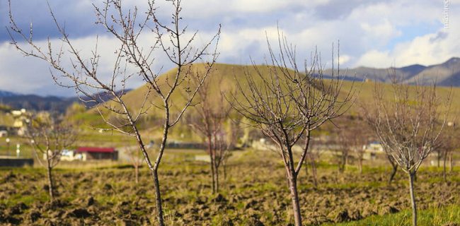 سرمازدگی ۲۰ هزار میلیارد ریال به باغات میوه ابرکوه خسارت زد سرمازدگی ۲۰ هزار میلیارد ریال به باغات میوه ابرکوه خسارت زد