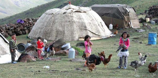 تامین ۲۰ درصد گوشت قرمز استان یزد توسط عشایر
