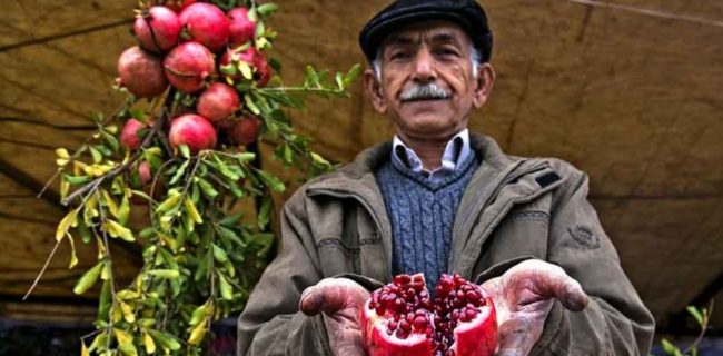 تنها یک گام تا ثبت جهانی «جشن انار تفت» تنها یک گام تا ثبت جهانی «جشن انار تفت»