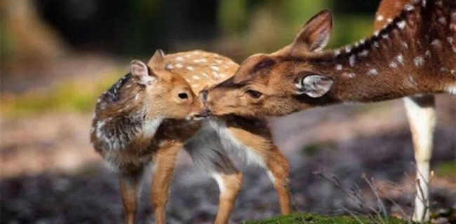 فضاي مجازي در خريد و فروش نوزادان حيات وحش رصد شود فضای مجازی در خرید و فروش نوزادان حیات وحش رصد شود