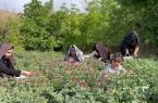 آغاز برداشت گیاه دارویی گل گاوزبان در روستای دربرز و دیگر روستاهای خضرآباد