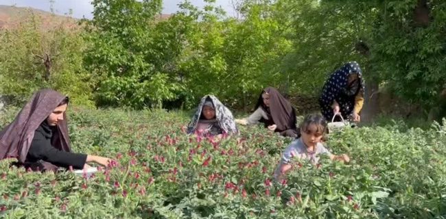 آغاز برداشت گیاه دارویی گل گاوزبان در روستای دربرز و دیگر روستاهای خضرآباد