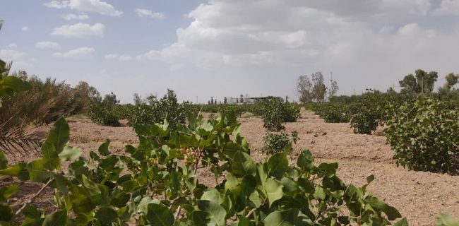 حمایت از سرمایه گذاری در بخش کشاورزی واحد بافق