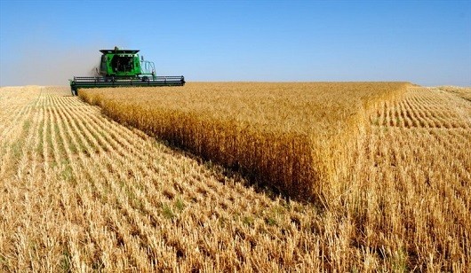 دستاورد محققان مرکز تحقیقات کشاورزی یزد دستاورد محققان مرکز تحقیقات کشاورزی یزد