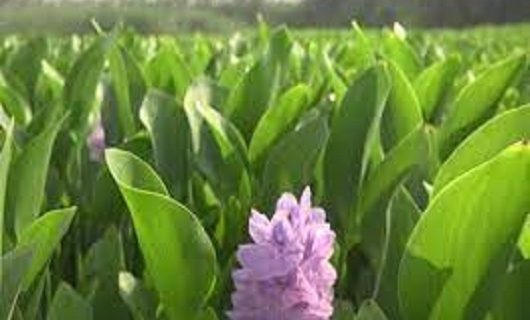 تولید انبوه و سریع نمونه های گیاهی مقاوم، مفید و هسمان توسط شرکت دانش بنیان یزد تولید انبوه و سریع نمونه های گیاهی مقاوم، مفید و هسمان توسط شرکت دانش بنیان یزد