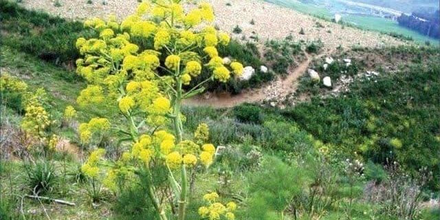 استان یزد تحت پوشش طرح جهش تولید در دیمزارها استان یزد تحت پوشش طرح جهش تولید در دیمزارها