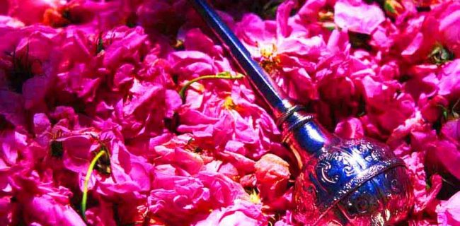 برگزاری جشنواره گلاب گیری در یزد برگزاری جشنواره گلاب گیری در یزد
