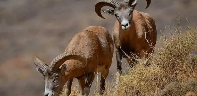 فراخوان واگذاری قرق حیات وحش در مهریز