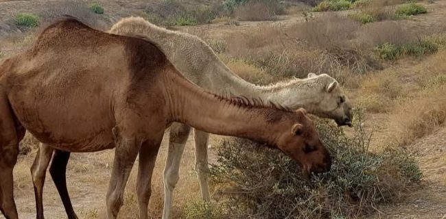 مرکز تحقیقات شتر تک‌کوهانه بافق، پیشران در عرصه شترداری هوشمند است
