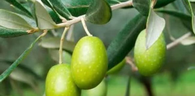 باغات زیتون، کمربند سبز استان یزد