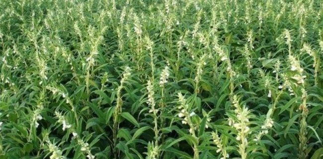 محصولات کم آبخواه در یزد جایگزین محصولات پرآبخواه می شوند محصولات کم آبخواه در یزد جایگزین محصولات پرآبخواه می شوند