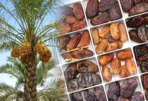 تولید بیش از ۱۴ هزار تن خرما در نخلستانهای استان یزد
