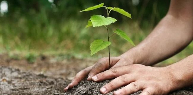 برگزاری پویش درخت کاری «به نام پدر» در استان یزد