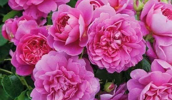 برداشت حدود هزار و ۵۰۰ تن گل محمدی از باغات استان یزد