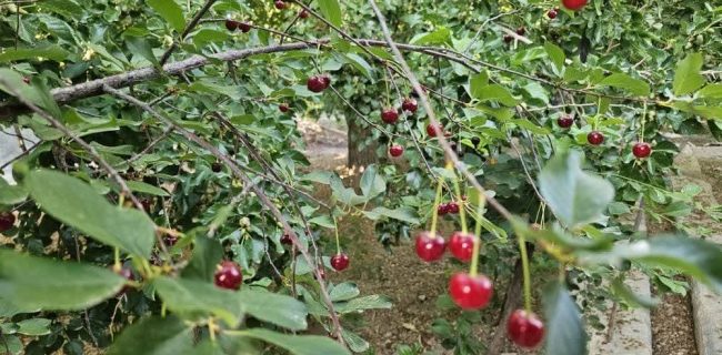 آغاز برداشت آلبالو در خضرآباد