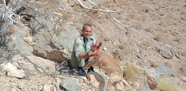 نجات به موقع بز گرفتار در تله غیر انسانی شکارچیان غیر مجاز در شهرستان میبد نجات به موقع بز گرفتار در تله غیر انسانی شکارچیان غیر مجاز در شهرستان میبد