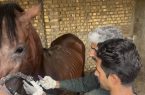 پایان طرح خونگیری از ۶۵ راس اسب جهت پایش بیماری مشمشه در شهرستان بافق