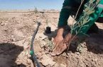 کاشت گیاهان دارویی در بوستان‌های یزد