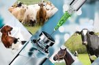 واکسیناسیون رایگان بیش از ۵۶۰ هزار رأس دام علیه تب برفکی در یزد آغاز شد