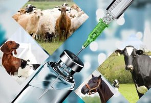 واکسیناسیون رایگان بیش از ۵۶۰ هزار رأس دام علیه تب برفکی در یزد آغاز شد