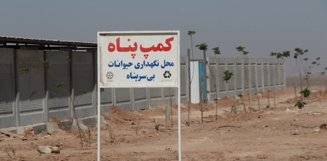 سگ بلاصاحب دیدید؛ با ۱۳۷ یا ۳۶۷۸ تماس بگیرید