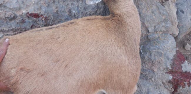 شکارچی حرفهای قوچ و بز وحشی دستگیر و روانه زندان شد شکارچی حرفهای قوچ و بز وحشی دستگیر و روانه زندان شد