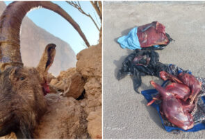 دو شکارچی کل وحشی در اردکان زمینگیر شدند