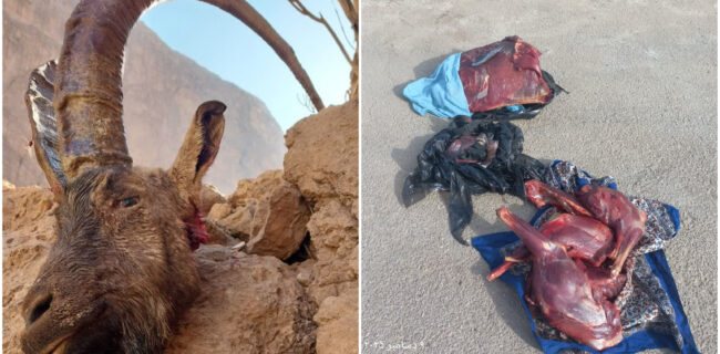 دو شکارچی کل وحشی در اردکان زمینگیر شدند دو شکارچی کل وحشی در اردکان زمینگیر شدند