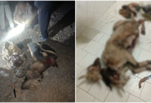 شناسایی و دستگیری یک شکارچی غیرمجاز در منطقه حفاظت شده شهرستان مهریز