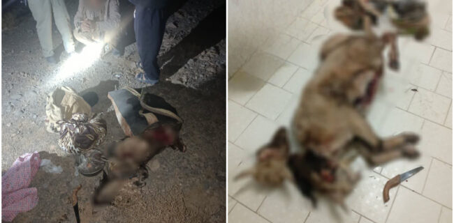 شناسایی و دستگیری یک شکارچی غیرمجاز در منطقه حفاظت شده شهرستان مهریز شناسایی و دستگیری یک شکارچی غیرمجاز در منطقه حفاظت شده شهرستان مهریز