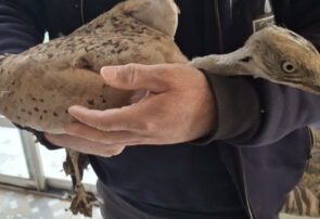 تحویل یک بال هوبره نشانه‌گذاری‌شده از قزاقستان به محیط‌زیست اردکان توسط شهروند طبیعت‌دوست