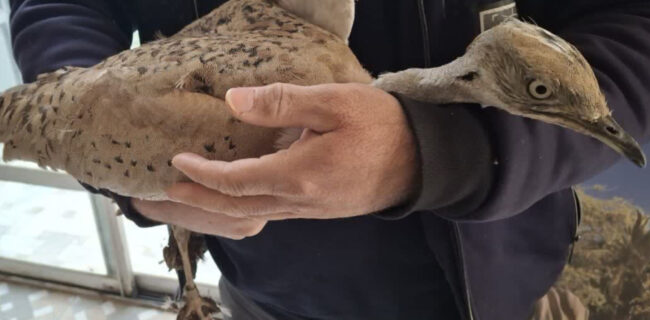 تحویل یک بال هوبره نشانهگذاریشده از قزاقستان به محیطزیست اردکان توسط شهروند طبیعتدوست تحویل یک بال هوبره نشانهگذاریشده از قزاقستان به محیطزیست اردکان توسط شهروند طبیعتدوست