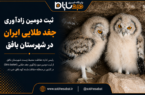 ثبت دومین زادآوری جغد طلایی ایران در بافق ثبت دومین زادآوری جغد طلایی ایران در بافق
