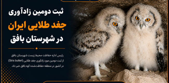 ثبت دومین زادآوری جغد طلایی ایران در بافق ثبت دومین زادآوری جغد طلایی ایران در بافق