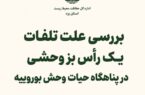 علت تلفات بز وحشی در بوروییه خاتم در دست بررسی است