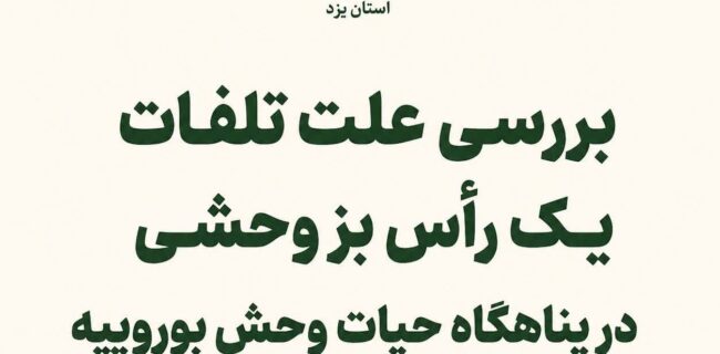 علت تلفات بز وحشی در بوروییه خاتم در دست بررسی است علت تلفات بز وحشی در بوروییه خاتم در دست بررسی است