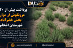 برداشت بیش از ۲۰ تن مرزنگوش از مزارع بخش خضرآباد شهرستان اشکذر برداشت بیش از ۲۰ تن مرزنگوش از مزارع بخش خضرآباد شهرستان اشکذر