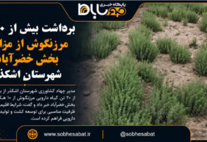 برداشت بیش از ۲۰ تن مرزنگوش از مزارع بخش خضرآباد شهرستان اشکذر
