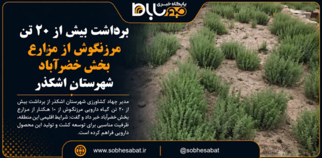برداشت بیش از ۲۰ تن مرزنگوش از مزارع بخش خضرآباد شهرستان اشکذر برداشت بیش از ۲۰ تن مرزنگوش از مزارع بخش خضرآباد شهرستان اشکذر