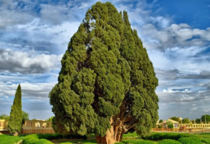 سرو ۴۵۰۰ساله ابرکوه به تجهیزات مقابله با حریق مجهز شد